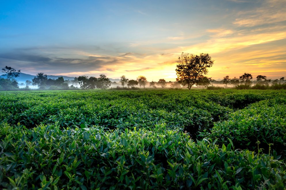 Tea Plantations in Nelliyampathi